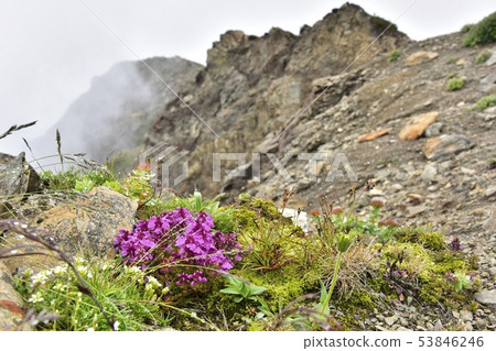 Takanashi Gama alpine plant Arakawa Sansan in the Southern Alps Takanashi Gama alpine plant Arakawa Sansan in the Southern Alps 53846246