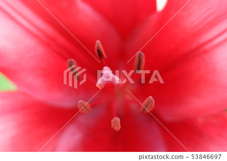 Red flowers (lilies) that bloomed vividly in the morning sun in the fresh green Red flowers (lilies) that bloomed vividly in the morning sun in the fresh green 53846697
