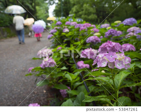 Hydrangea · rainy season Hydrangea · rainy season 53847261