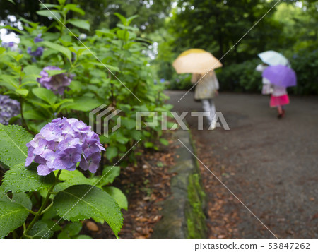 Hydrangea · rainy season Hydrangea · rainy season 53847262