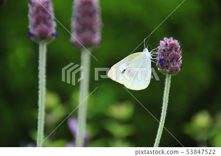Flowers and Butterflies Resting on Flowers Brunette Butterfly Honeying Butterflies Monkey Butterflies Butterflies Butterflies Who Suck Honeys Butterflies 53847522