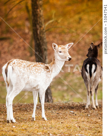 Herd of deer in the wild Herd of deer in the wild 53847541