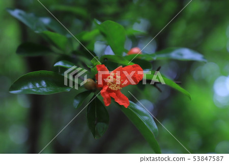 Himezakuro Himezakuro 53847587