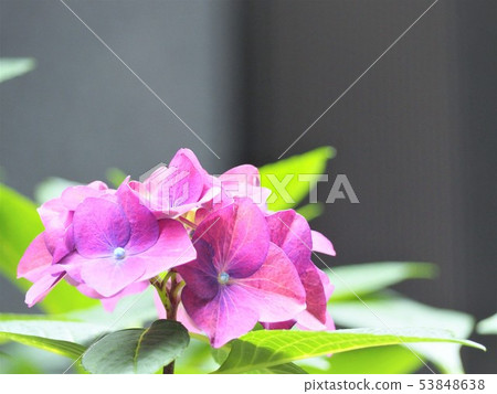 Hydrangea flowers Early summer flowers on a sunny day Hydrangea flowers Early summer flowers on a sunny day 53848638