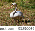 Swan 53850069