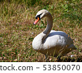 Swan 53850070