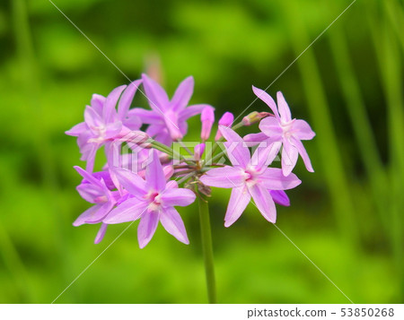 Turbakia flowers 53850268