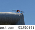 Dragonfly  53850451