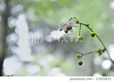 Flowering in the misty forest Flowering in the misty forest 53850635