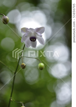 Flowering in the misty forest 53850705