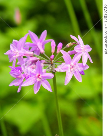 Turbakia flowers 53850730