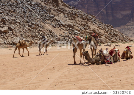 Resting camels in the Red Desert in Wadi Rum, Resting camels in the Red Desert in Wadi Rum, 53850768