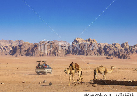 Resting camels, Wadi Rum desert, Jordan. Resting camels, Wadi Rum desert, Jordan. 53851281