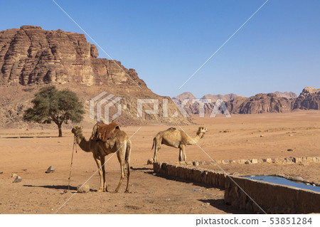 Resting camels in the Red Desert in Wadi Rum, 53851284