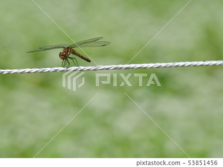 一隻紅蜻蜓棲息在一根細白繩上 53851456