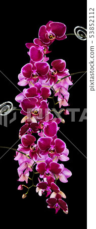 Dark red orchid flowers on black 53852112