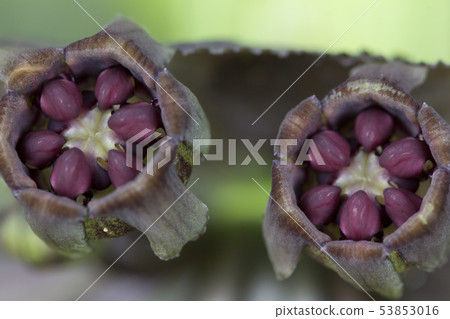 Close up of Tacca chantrieri Andre, the black bat 53853016