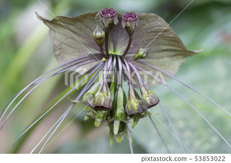 Close up of Tacca chantrieri Andre, the black bat 53853022