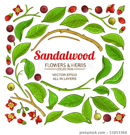 Sandalwood Vector Set Stock Illustration