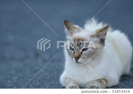 Blue Eyed Angel Blue Eyed Angel 53853424