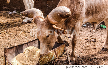 Portrait of ankole-watusi bighorned bull, Niamey, 53853755