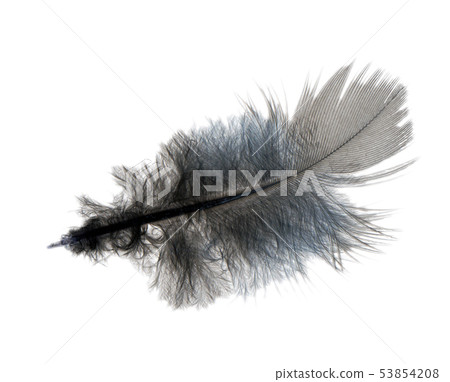 Ruffled feather Ruffled feather 53854208