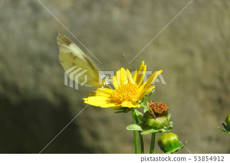 白色蝴蝶和白色蝴蝶 53854912