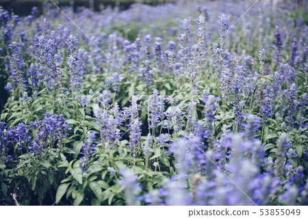 Group of angelonia flowers in the park. Group of angelonia flowers in the park. 53855049