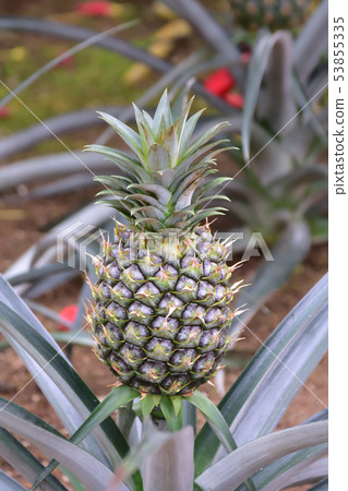 菠蘿 菠蘿 53855335