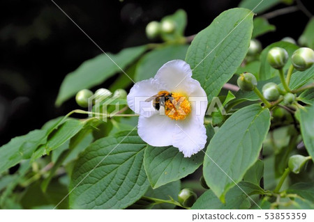 夏天的小箱和蜜蜂 53855359