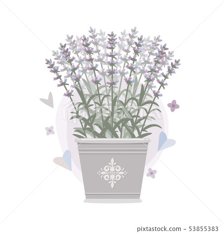 Bouquet of lavender in a bucket. Vector 53855383