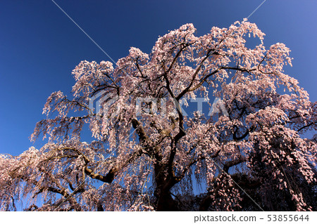 Miharu-machi's "Hachinai kamin Sakura" and spring blue sky (2) Miharu-machi's "Hachinai kamin Sakura" and spring blue sky (2) 53855644