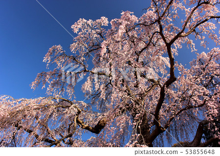 "Hachinai kamin cherry tree" (1) of Miharu-cho that gives up the sunshine of spring "Hachinai kamin cherry tree" (1) of Miharu-cho that gives up the sunshine of spring 53855648
