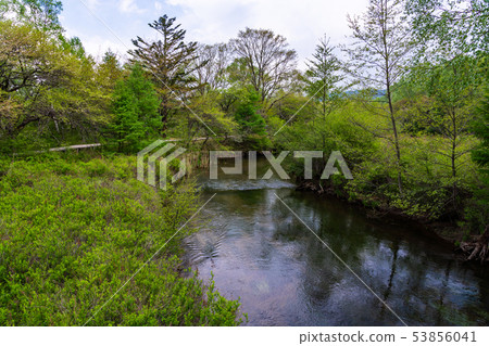 (Oku Nikko, Tochigi) Flow of Senjogahara Yukawa 53856041