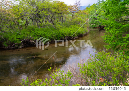 (Oku Nikko, Tochigi) Flow of Senjogahara Yukawa 53856043