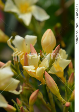 Yellow common oleander Yellow common oleander 53856147