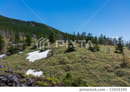 Tsuboiwa Nature Garden: Snow in May Hino City Tsuboiwa Nature Garden: Snow in May Hino City 53856390