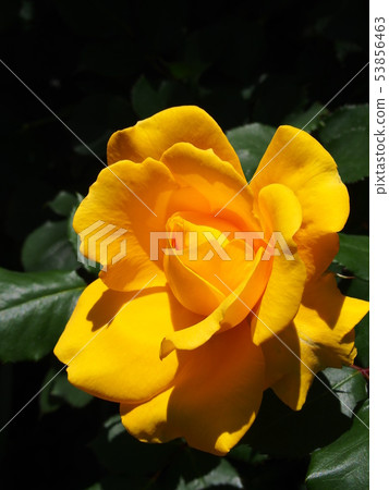Rose (Henry Fonda) Rose (Henry Fonda) 53856463