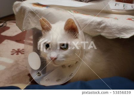 Elizabeth colored cat 53856839