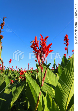 美人蕉 美人蕉 53857463