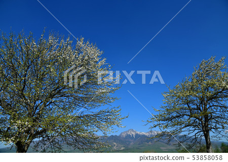 Nagano Prefecture Nobeyama plateau, Yamanashi blooms in the blue sky Blooming Hirasawa flower Nagano Prefecture Nobeyama plateau, Yamanashi blooms in the blue sky Blooming Hirasawa flower 53858058