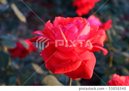 rose rose 53858348