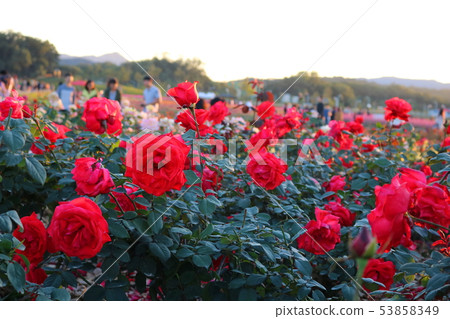 rose rose 53858349