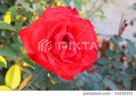 rose rose 53858355