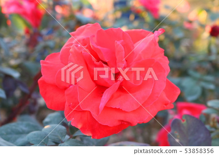 rose rose 53858356