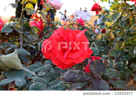 rose rose 53858357