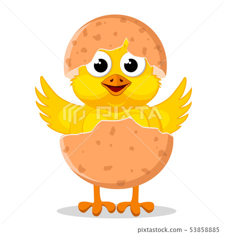 Chicken hatched from an egg on a white background. 53858885