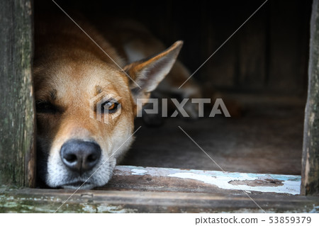 Sad view of an alone brown dog lying in the kennel - an old wooden house Sad view of an alone brown dog lying in the kennel - an old wooden house 53859379