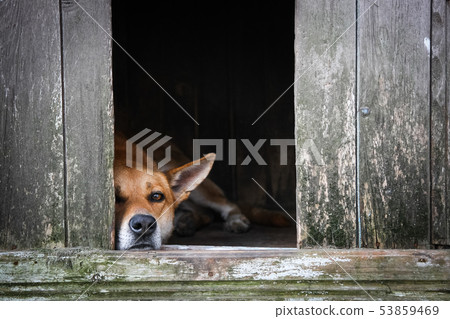 Sad view of a lonely red dog lying in the kennel - an old wooden house Sad view of a lonely red dog lying in the kennel - an old wooden house 53859469