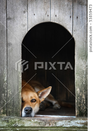 Sad view of an alone brown dog resting in the kennel - an old wooden house 53859473